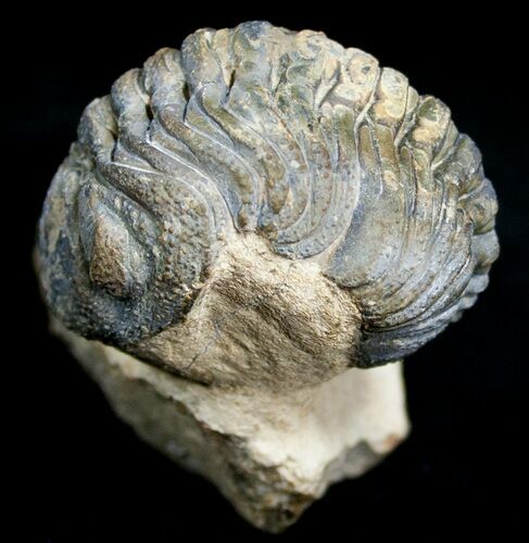 Bumpy, Partially Enrolled Barrandeops (Phacops) Trilobite #6926
